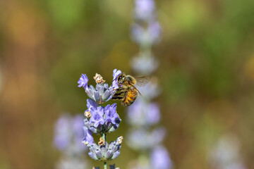 A western Honey bee (Apis mellifera) collecting pollen from Lavender flowers (Lavandula).
