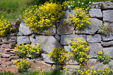 Mauerblumen im Frühling im Elsass