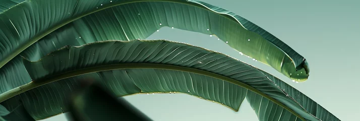 Foto op Canvas banana leafs photo overcast savana macro photo, banner product © rajagambar99