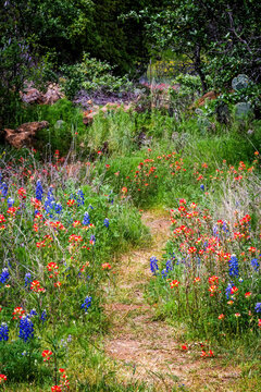 Spring wildflower in full bloom on rural country roadside in Texas Hill Country