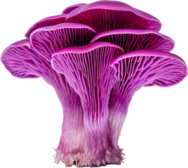 purple violet mushroom isolated on white or transparent background,transparency