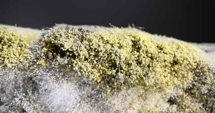 Microscopic view of fungus and mold on bread