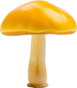yellow mushroom isolated on white or transparent background,transparency