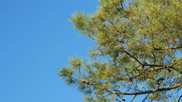 Pinaceae Family. Pinus. Pine Branches Swaying In The Wind.