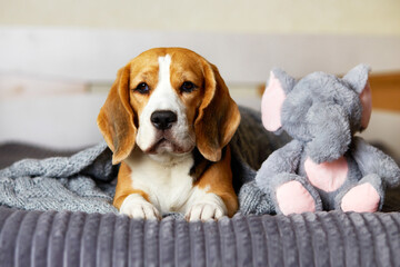 A beagle dog is lying on the bed under a gray knitted blanket next to a soft fluffy elephant toy.