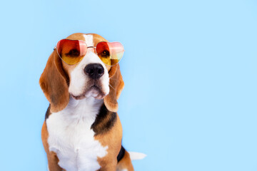 A cute beagle dog in sunglasses on a blue background. Copy space.