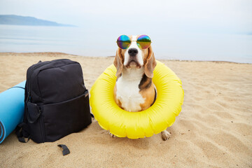 A beagle dog wearing sunglasses and a floating ring sits on a sandy beach. Next to it is a backpack, a mat for outdoor recreation, hiking.