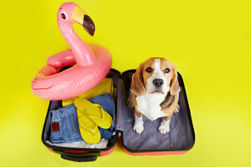 A beagle dog sits in a suitcase with things for a summer vacation at sea on a yellow background....