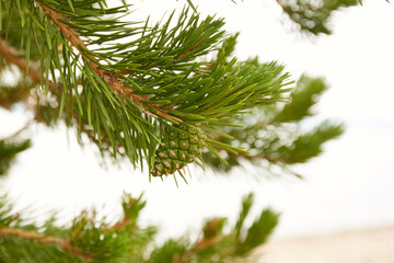 Pine branch with young green cones.
