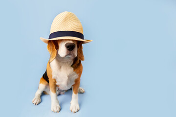 Beagle dog in a straw hat on a blue isolated background. The concept of summer holidays. Copy space.