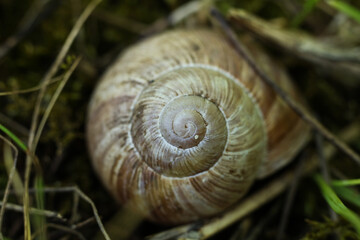 Snail  in the forest. Shallow depth of field.
