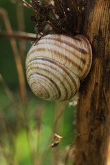 Snail  in the forest. Shallow depth of field.