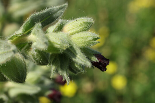 Close up of a flower of nonea pulla in bloom