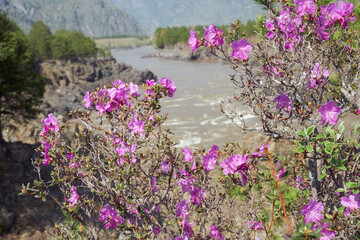 Teldykpen rapids on Altai river Katun. Rhododendron dauricum bushes with flowers are on foreground. - 784263563