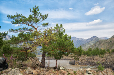 Pine tree on the bank of Altai river Katun. - 784263565