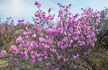 Rhododendron dauricum flowers with background of mountain slopes and blue sky. - 784263714