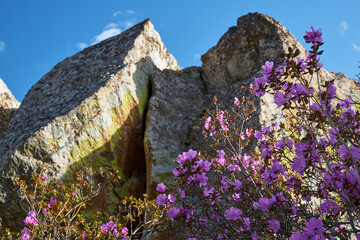 Rhododendron dauricum flowers. On background are rocks, covered by lishens and blue sky. - 784263734