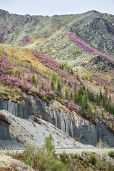 Mountain slopes covered with blooming Rhododendron dauricum bushes with flowers nover Chuya Highway. - 784264149