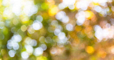 Obraz premium Background of blurred green leaves