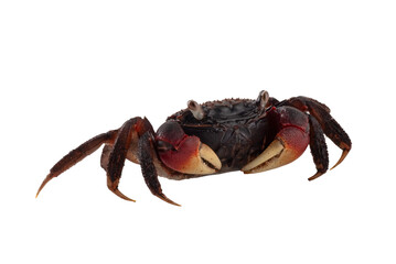  Close up of a apple crab