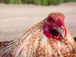 Flighting cock ไก่ชน ฟิลิปปินส์
