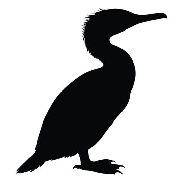 recommend clip art: silhouette of a cormorant bird on white