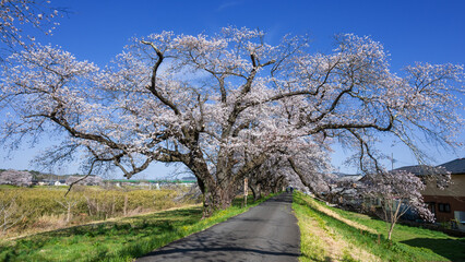 一目千本桜 満開のソメイヨシノが咲き誇る白石川堤の大木