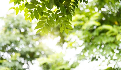 Fototapeten Background of fresh green leaves © xy