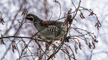 sparrow on branch