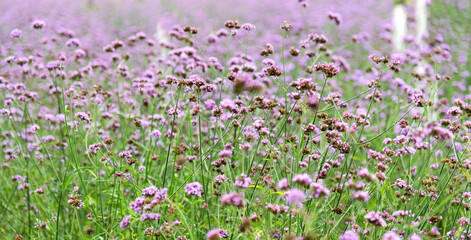 Obraz na płótnie Canvas Background of purple verbena flowers