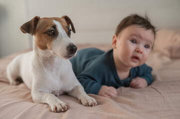 Portrait of a Jack Russell Terrier dog and a three-month-old boy lying on the bed. 
