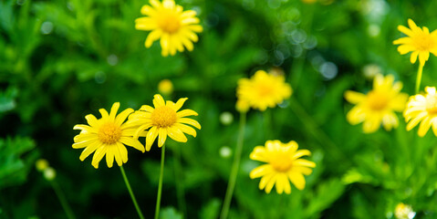 Background of yellow chamomile flowers