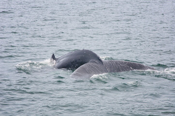 Humpback Whale Emerging in the Alaskan Sea