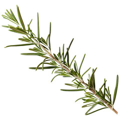 Fototapeta premium a single branch of rosemary 