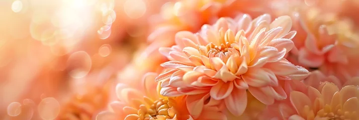 Foto op Canvas a Chrysanthemum flowers photo overcast savana macro,  bdeeded wallpaper, aspect ratio 3:1 © rajagambar99