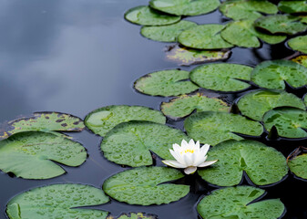 Lotus flower on in the pond