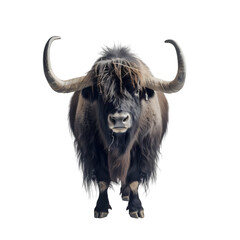 Isolated American buffalo on white background, standing in a field, with large horns and brown fur