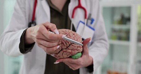 Female neurologist doctor holds a model of the human brain
