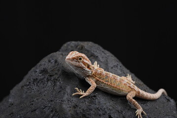 Bearded dragon on the rock 