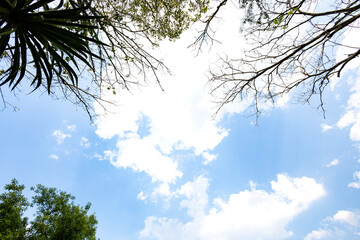 Looking Up Trees Blowing In The Wind With Blue Sky