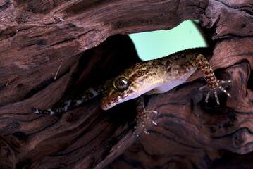 The muria rock gecko on a rock