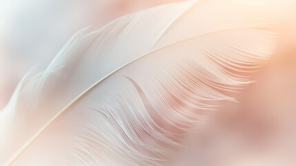 white feather on pink