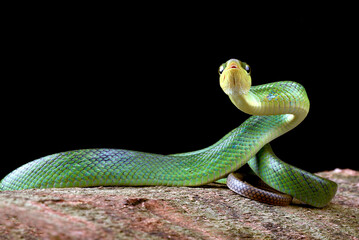 The red-tailed racer on a black background