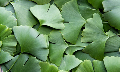 A pile of green ginkgo leaves