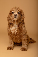 Studio portrait of an adult male cocker spaniel dog. He is sitting and looking at the camera. The background is beige. 