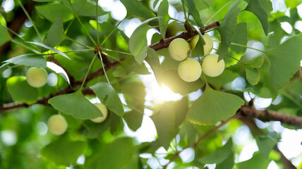 Background of ginkgo leaves and fruits
