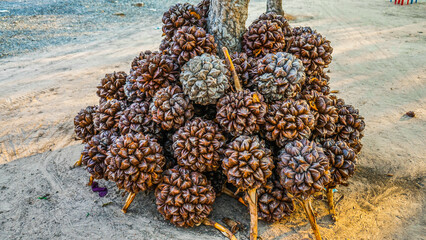 Nipa palm fruit in Can Gio, Vietnam