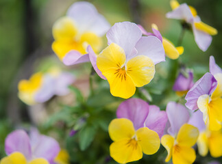 Flowers with purple and yellow petals are blooming.