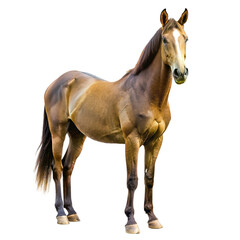 Obraz premium Brown horse isolated on transparent background