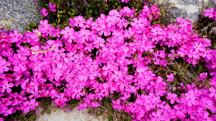 핑크꽃 자연 nature 꽃 flower - obrazy, fototapety, plakaty